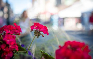 fleurs