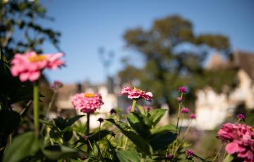 fleurs